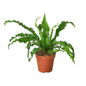 Birds Nest Victoria Fern (Asplenium nidus) Plant in 4 in. Grower Pot