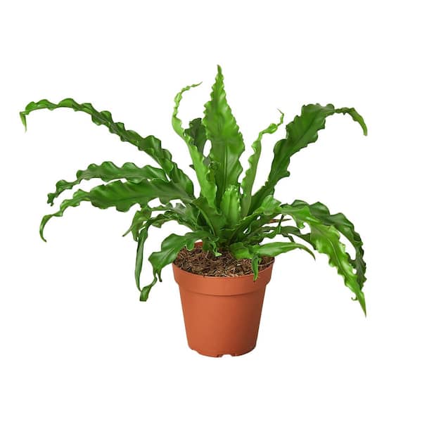 PPC INTERNATIONAL LLC Birds Nest Victoria Fern (Asplenium nidus) Plant in 4 in. Grower Pot