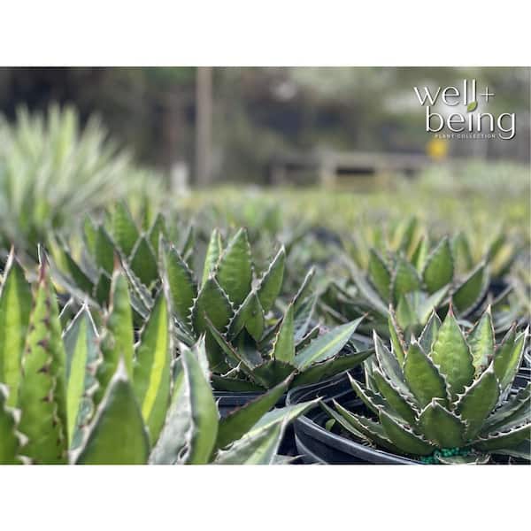 NATURE'S WAY FARMS Agave Quadricolor Live Outdoor Plant in Growers