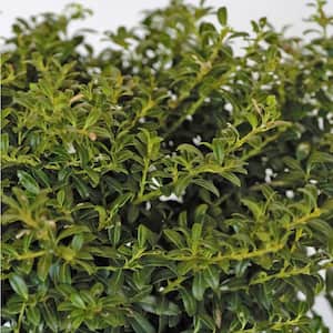 2.5 Qt. Soft Touch Holly(Ilex), Live Evergreen Shrub, Finely Textured Green Foliage