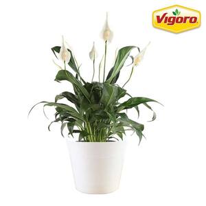 6 in. Spathiphyllum Peace Lily Plant in White Decor Plastic Pot