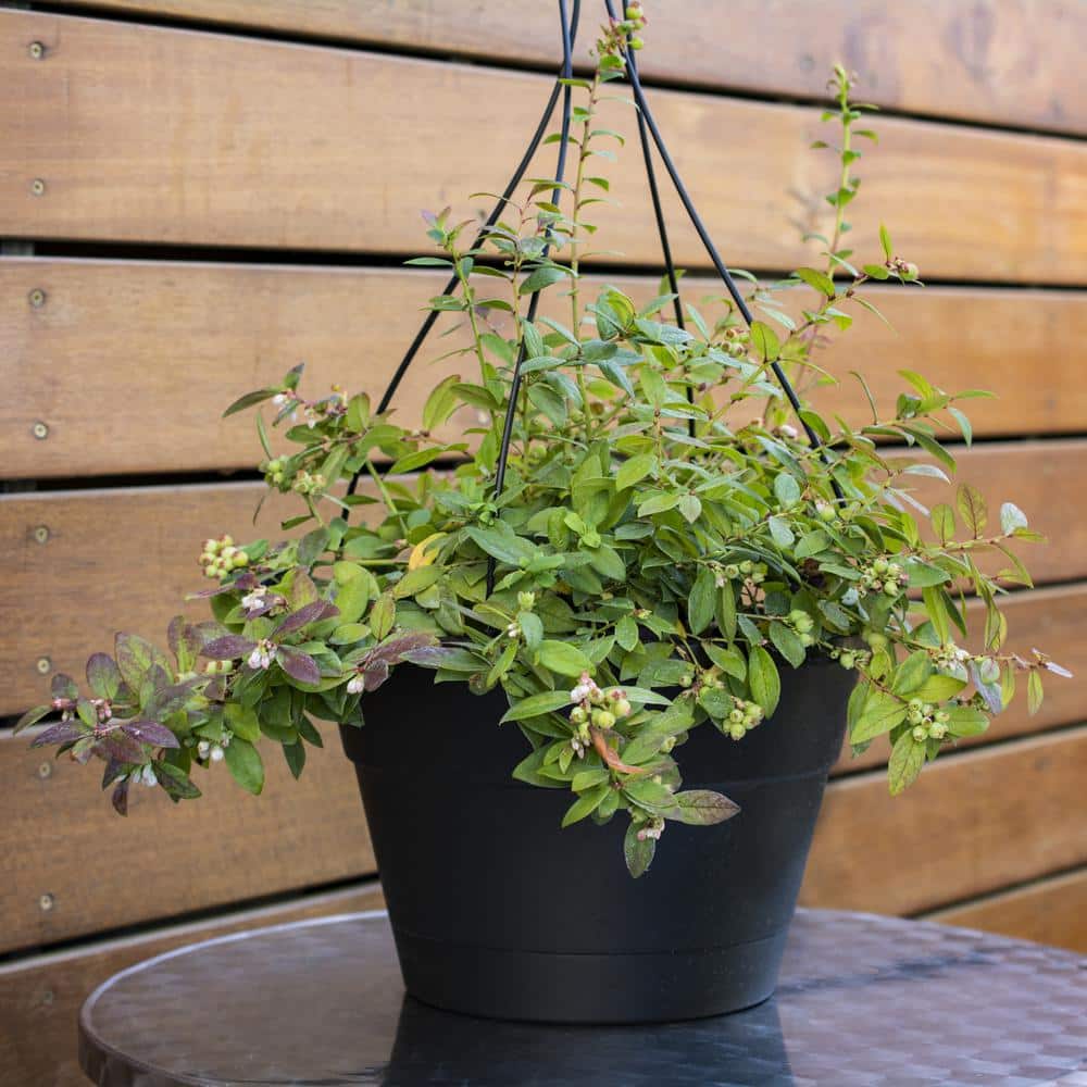 Sapphire Cascade Blueberry Plant with Lush Green Foliage