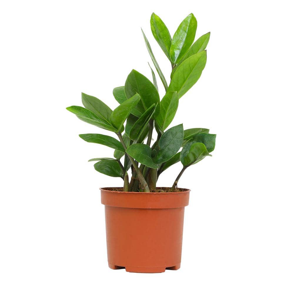 ALTMAN PLANTS 3.5 in. ZZ Houseplant Zamioculcas Zamiifolia
