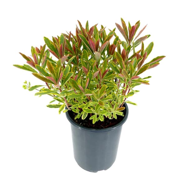 Unbranded Perennial Euphorbia Ascot Rainbow 2.5 qt.