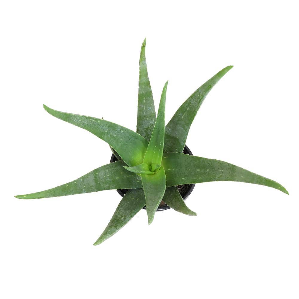 Large Green Aloe Vera Succulent in Black Plastic Pot