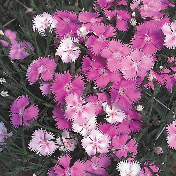Costa Farms 1.25-Pint Pink Dianthus Plant