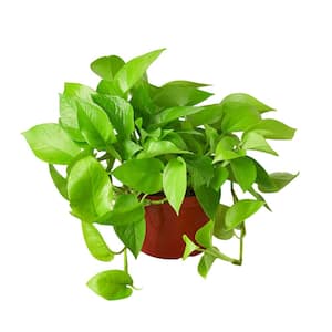 Pothos Neon Epipremnum Aureum Plant in 6 in. Grower Pot