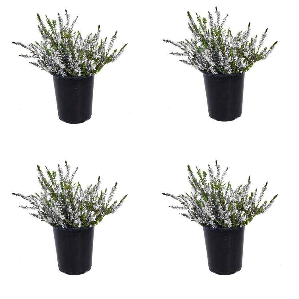 1.0 qt. Plant Heather Calluna Perennial with White Flowers (4-Pack)