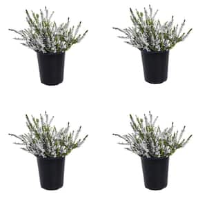 1.0 qt. Plant Heather Calluna Perennial with White Flowers (4-Pack)