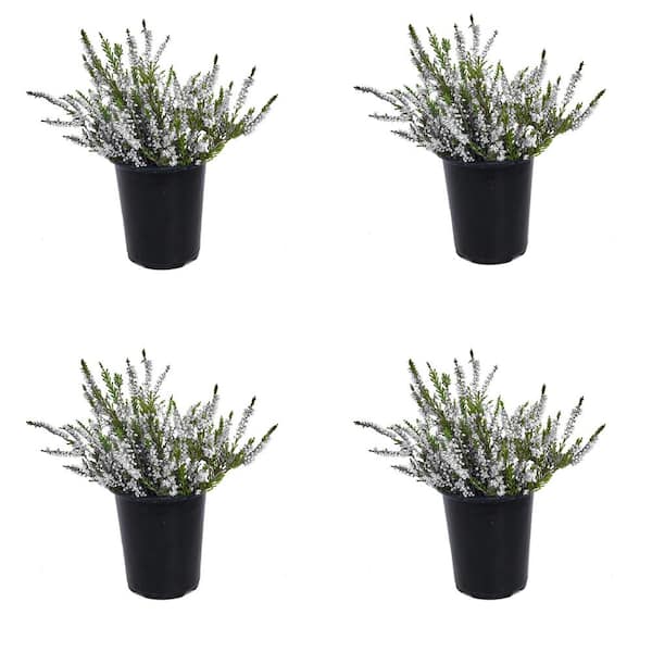 Unbranded 1.0 qt. Plant Heather Calluna Perennial with White Flowers (4-Pack)