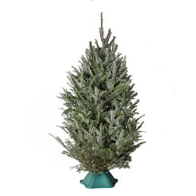 national PLANT NETWORK 6 ft. to 6.5 ft. Freshly Cut Fraser Fir Real  Christmas Tree (Live) HD9000 - The Home Depot