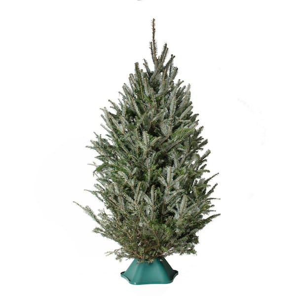 national PLANT NETWORK 6 ft. to 6.5 ft. Freshly Cut Fraser Fir Real Christmas Tree (Live)
