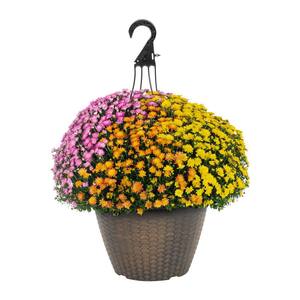 1.75 Gal. Honeycomb Hanging Basket Orange, Purple and Yellow Mum Chrysanthemum Perennial Plant (1-Pack)