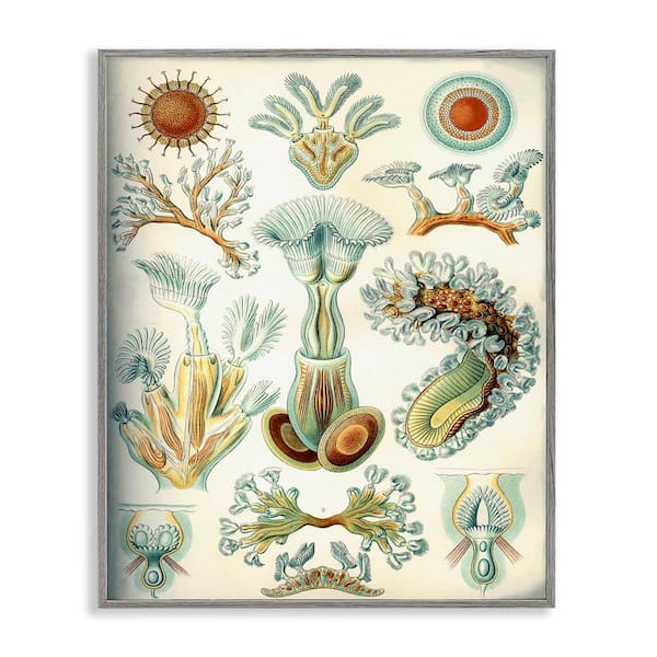 Stupell Industries Vintage Haeckel Sea Life by Graffitee Studios Gray Framed Animal Giclee Art Print 14 in. x 11 in.