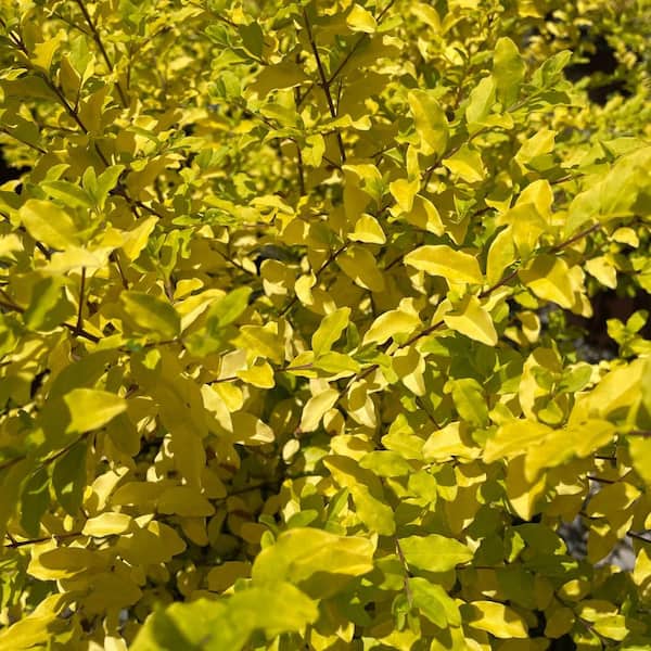 Alder & Oak #3 container-'Sunshine' Chinese Privet Yellow Evergreen Shrub