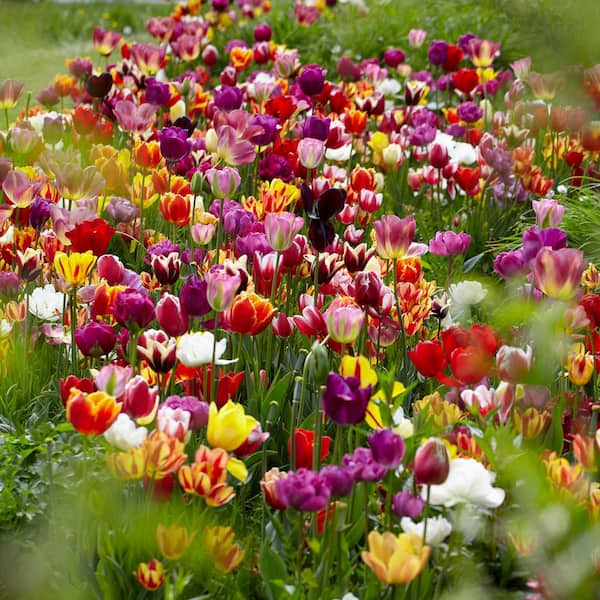 VAN ZYVERDEN Tulips Economy Medley Of Varieties Bulbs (25-Pack) 88015 ...