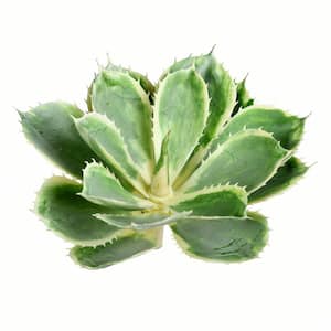 8 in. Green Artificial Succulent Plant
