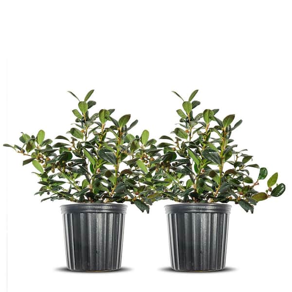 Unbranded 3 Gal Nellie Stevens Holly Shrub - 2 Pack