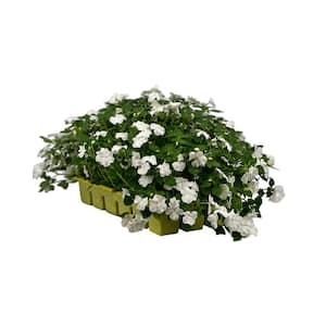 18-Pack Beacon White Impatiens Outdoor Annual Plant with White Flowers in 2.75 In. Cell Grower's Tray