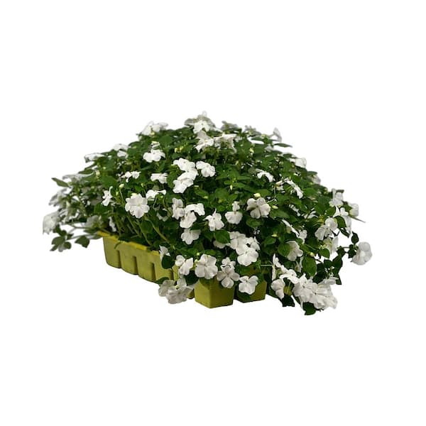 BEACON 18-Pack Beacon White Impatiens Outdoor Annual Plant with White Flowers in 2.75 In. Cell Grower's Tray