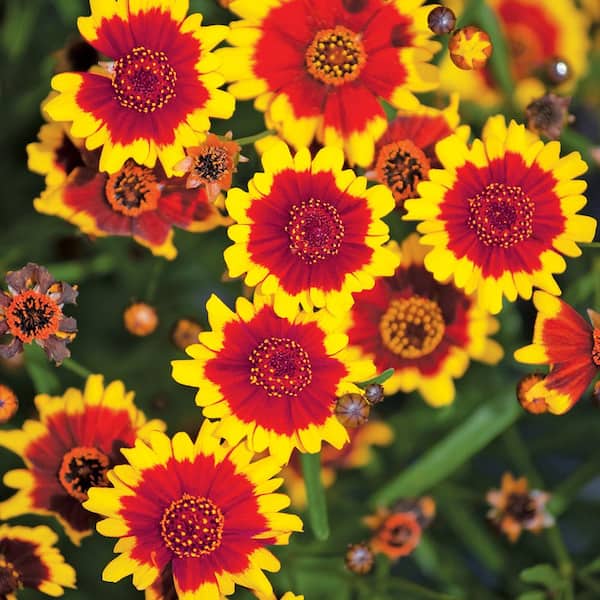 Unbranded #1 Daybreak Assorted Colors Tickseed Plant