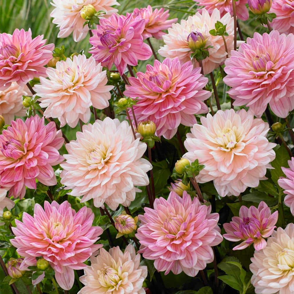 VAN ZYVERDEN Dahlias Pretty in Pink Blend (Set of 7 Bulbs) 83439 - The ...