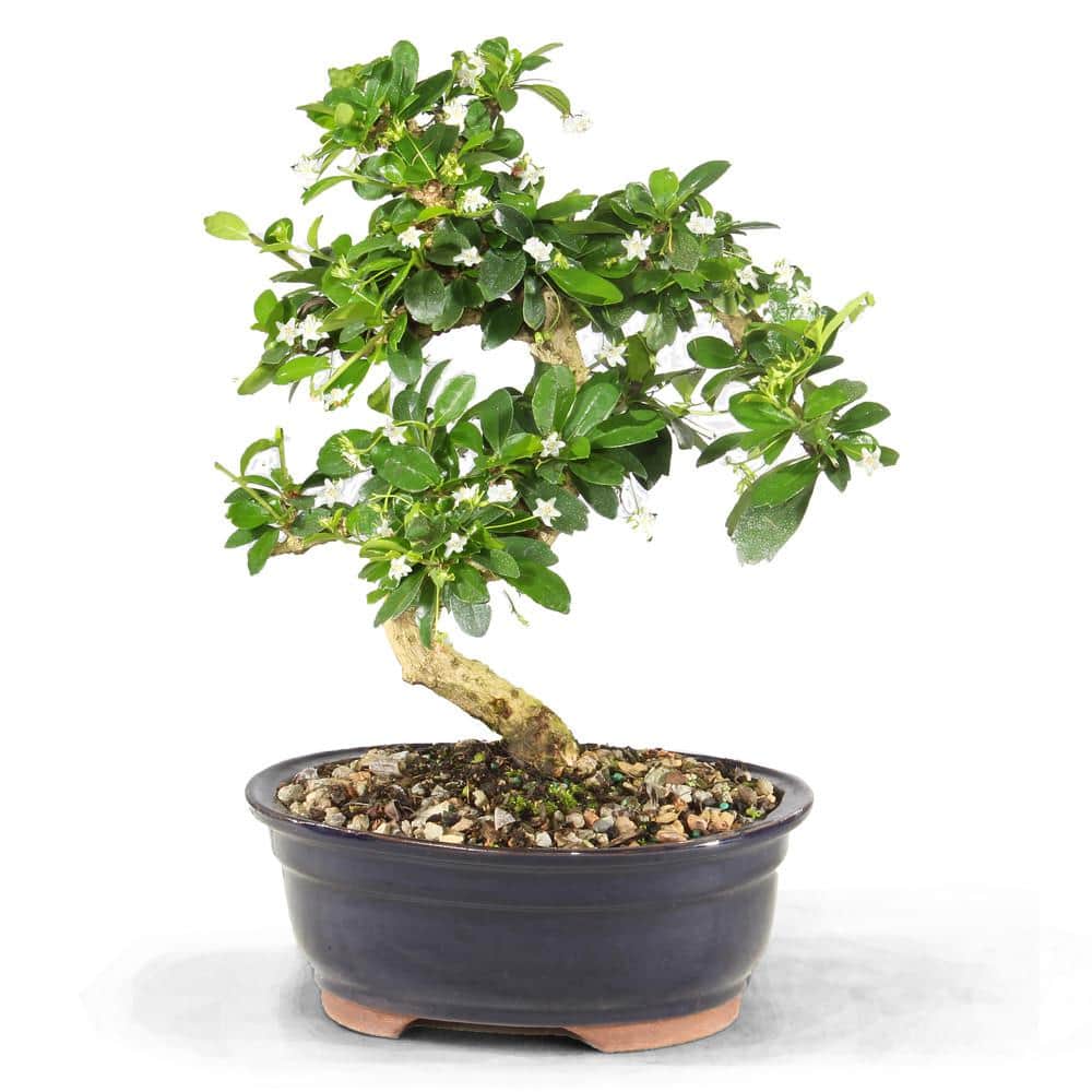 Fukien Tea Plant Medium in Bonsai Pot