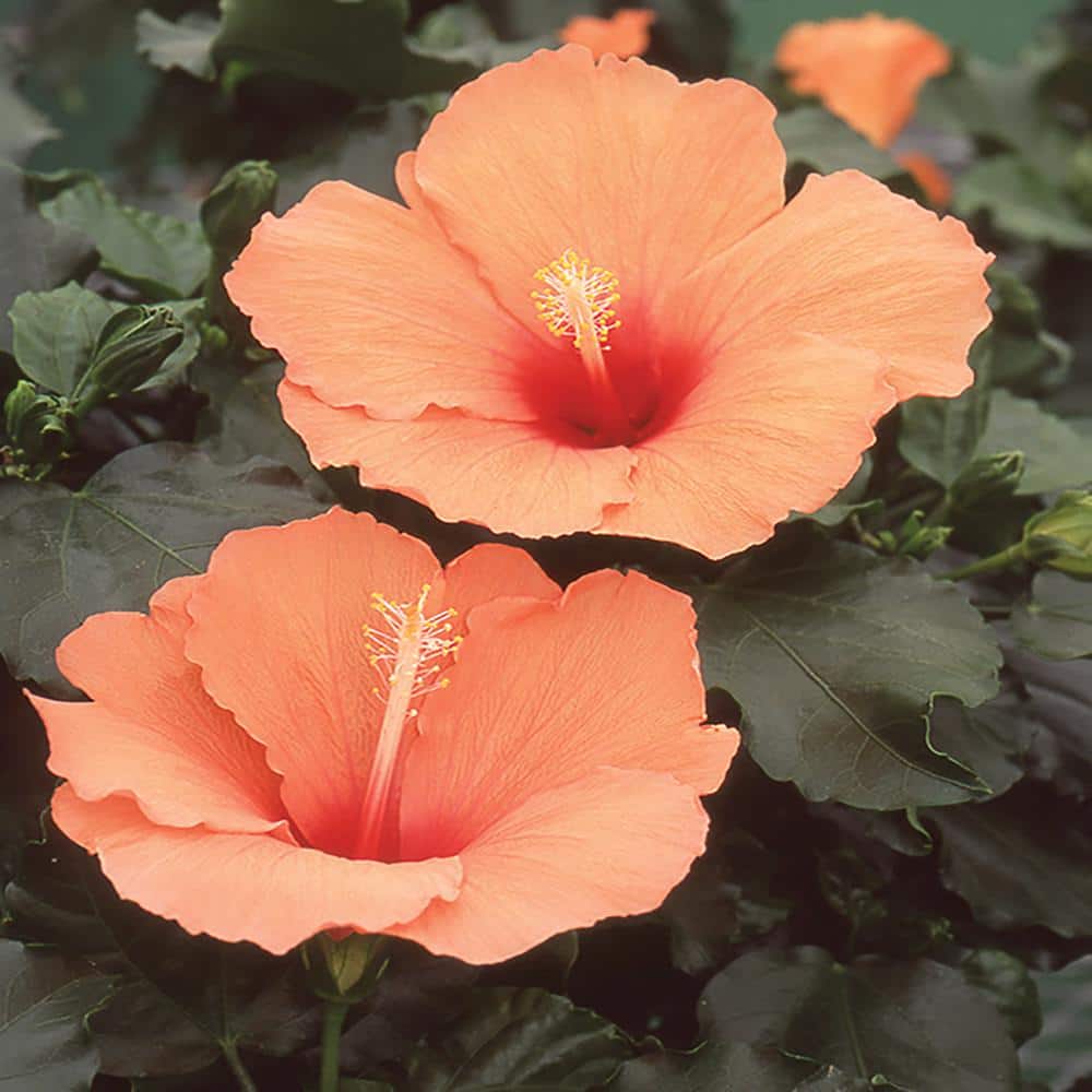 フラワー Costa Farms 2.5 Qt. Hibiscus Shrub with Orange Flowers 2.50