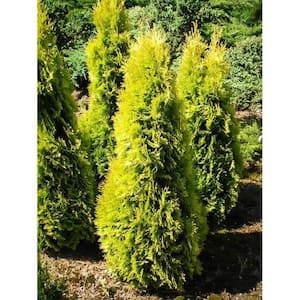 8 in. Thuja Jantar (Arborvitae) Live Shrub in Red Holiday Pot with Bow