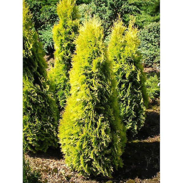 thuja red cedar Thuja p. 'Whipcord' #3 24