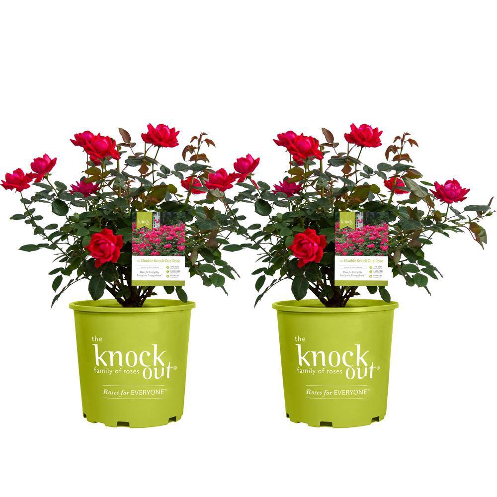 Knock Out 2 Gal. Red Double Knock Out Rose Bush With Red Flowers (2 