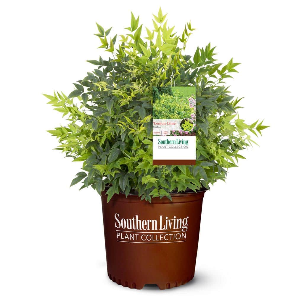 2 Gallon Lemon Lime Evergreen Nandina Shrub