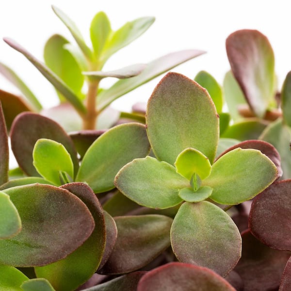 Vigoro 1.5-Pint Sedum Sunsparkler Firecracker Green Perennial