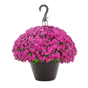 1.25 Gal. Purple Mum Chrysanthemum Maristone Hanging Basket Perennial Plant (1-Pack)
