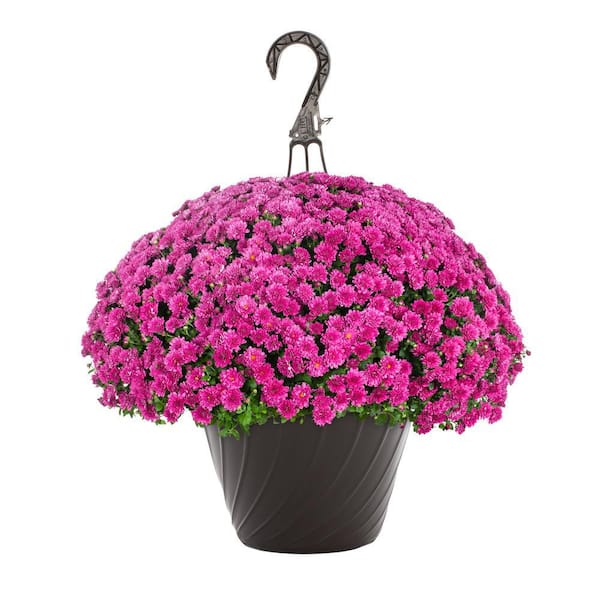 METROLINA GREENHOUSES 1.25 Gal. Purple Mum Chrysanthemum Maristone Hanging Basket Perennial Plant (1-Pack)