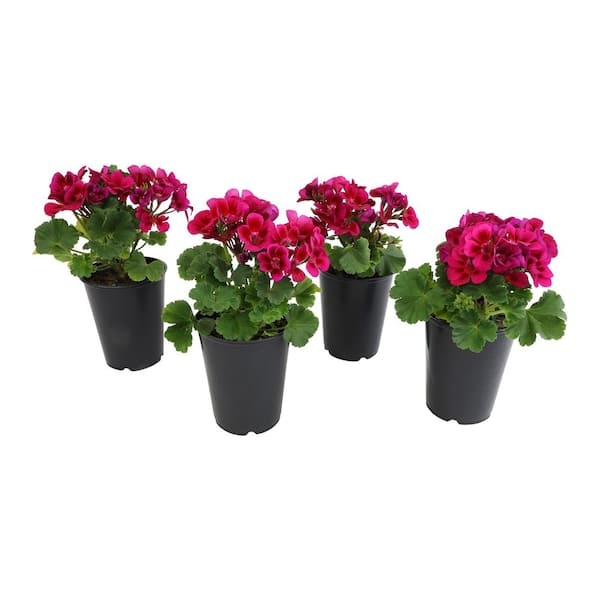 ALTMAN PLANTS Geraniums Outdoor Garden Annual Plants with BLUE-PURPLE Blooms in 1 qt. Grower Pots (Includes 4 Outdoor Plants)(4-Pack )