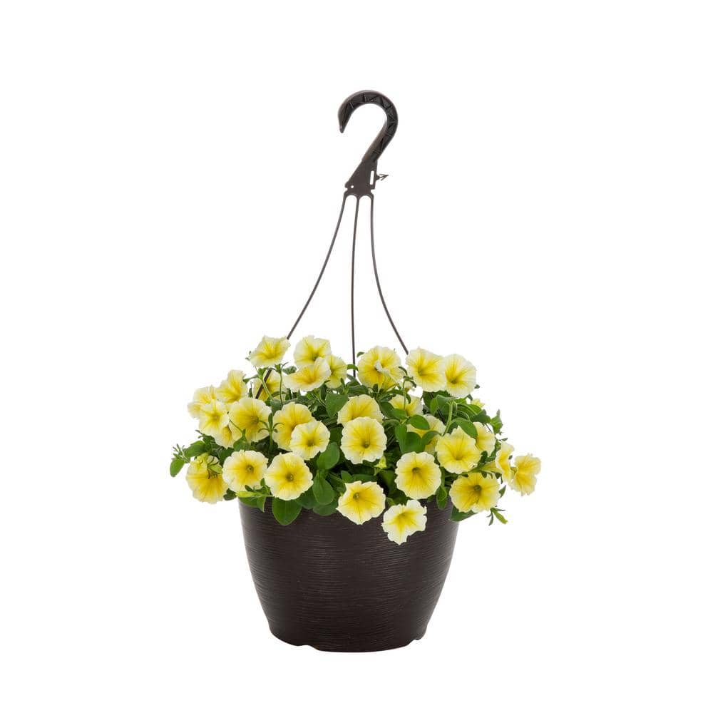 Vigoro 1.75 Gal. Bee's Knees Petunia Annual Plant with Yellow Flowers