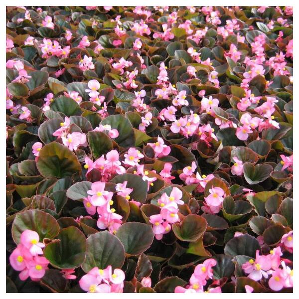 ALTMAN PLANTS 1.65-Pint Bronze Leaf Pink Begonia Plant (6-Pack