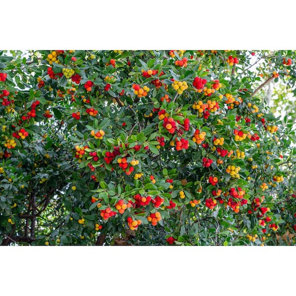 Online Orchards 5 gal. Golden Bamboo Shrub – Fast-Growing