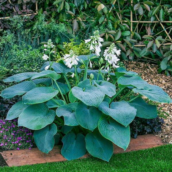 Spring Hill Nurseries 1 Gal. Pot, Bressingham Blue Hosta Potted Perennial Plant (1-Pack)
