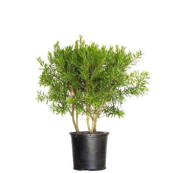 9.25 in. Pot Red Cluster Bottlebrush With Brushlike Red Bloom