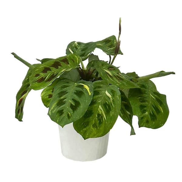 Maranta Siesta Say Grace Indoor Prayer Plant in 5 in. Ceramic White Container