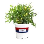 Lone Star Growers 8 Qt. Trumpet Bush (Tecoma Hybrid Sun Trumpets) Yellow Blooms