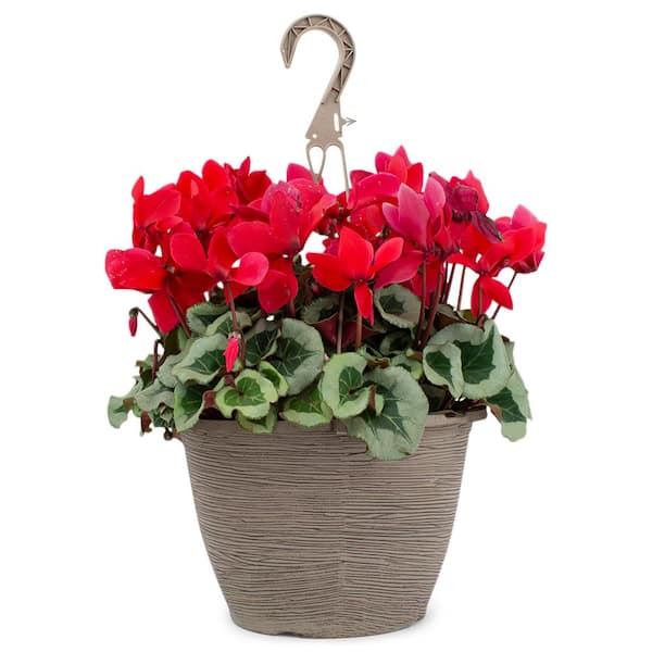 Vigoro 1.8 Gal. Cyclamen Plant Red Flowers in 11 in. Hanging Basket