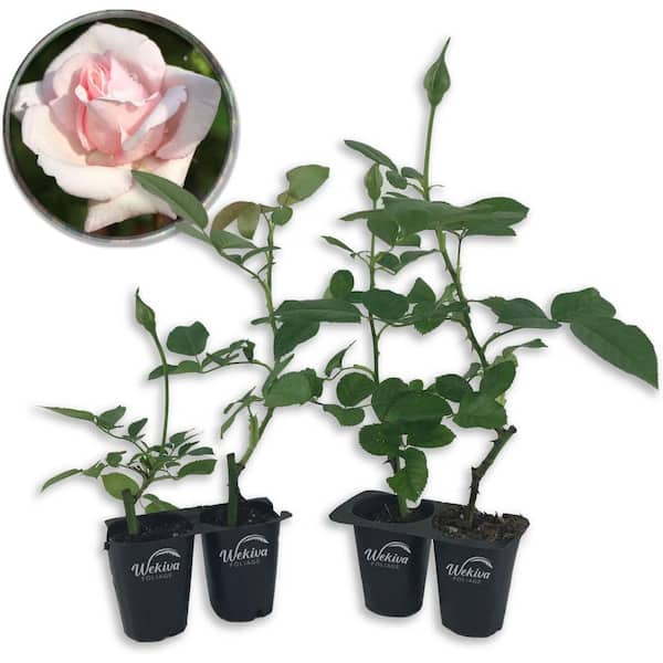 New Dawn Rose Bush 4-Live Starter Plants in 2 in. Pots Beautiful Roses from Florida A Timeless Classic