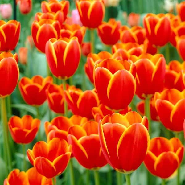 Tulips World's Favorite (Set of 12) Bulbs