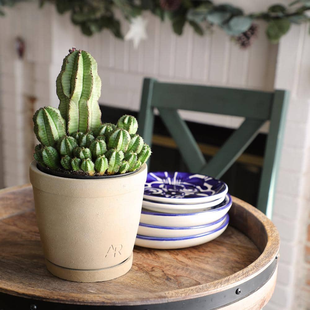 Euphorbia Cactus in Beige Clay Planter, 12-inch