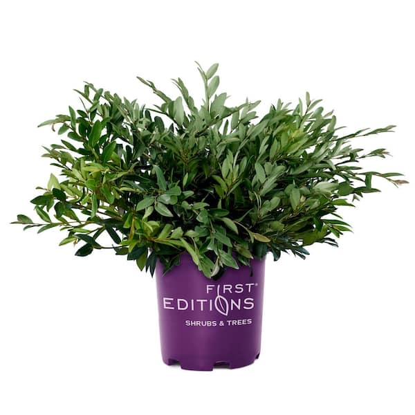 2 Gal. Vintage Jade Distylium Plant-Evergreen Shrub with Dark Green Foliage