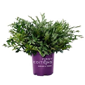 3 Gal. Vintage Jade Distylium Evergreen Shrub with Dark Green Foliage