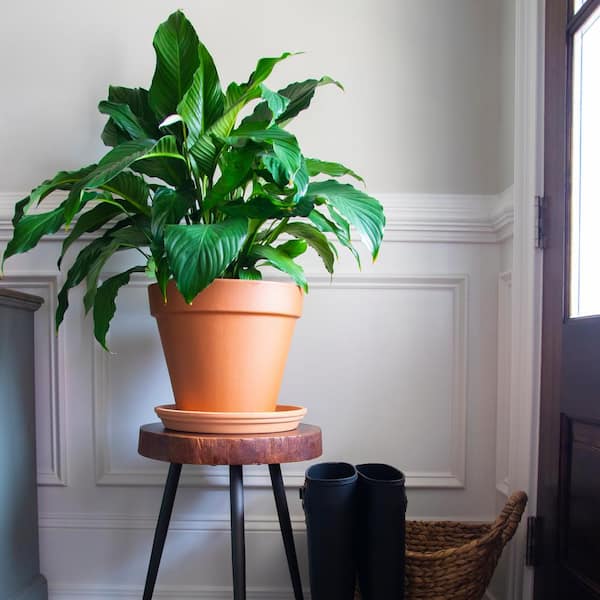 Pennington - 9.5 in. Medium Clay Terra Cotta Pot